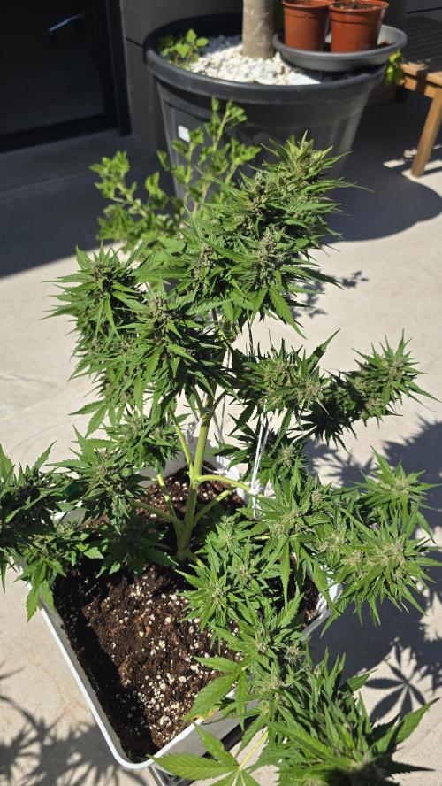 London cheese and magnum auto outdoor. Week 8