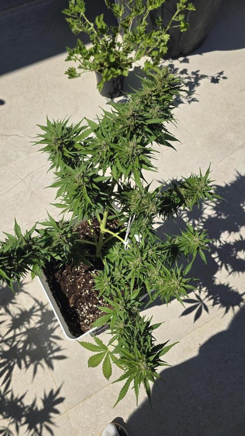 London cheese and magnum auto outdoor. Week 8