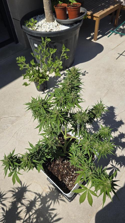London cheese and magnum auto outdoor. Week 8