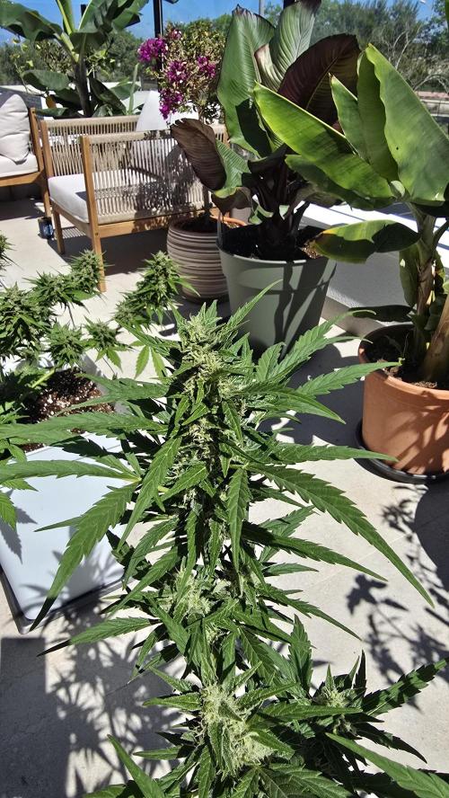 London cheese and magnum auto outdoor. Week 8
