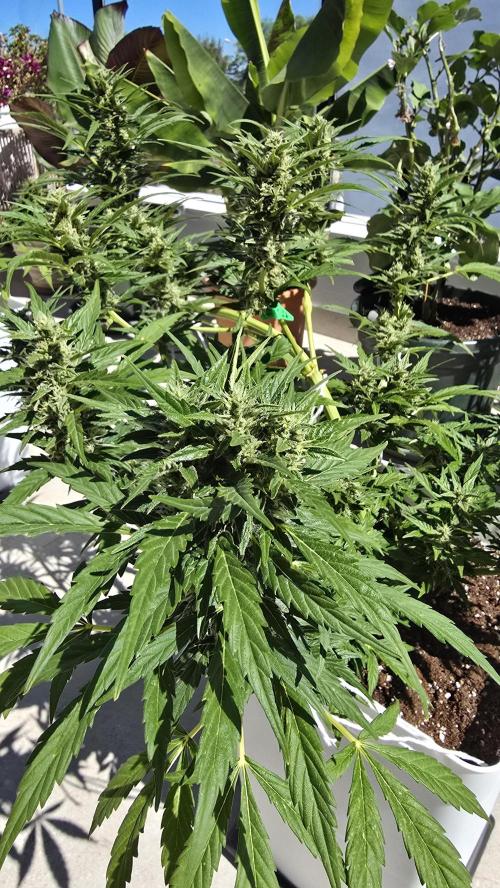 London cheese and magnum auto outdoor. Week 8