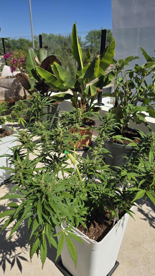 London cheese and magnum auto outdoor. Week 8
