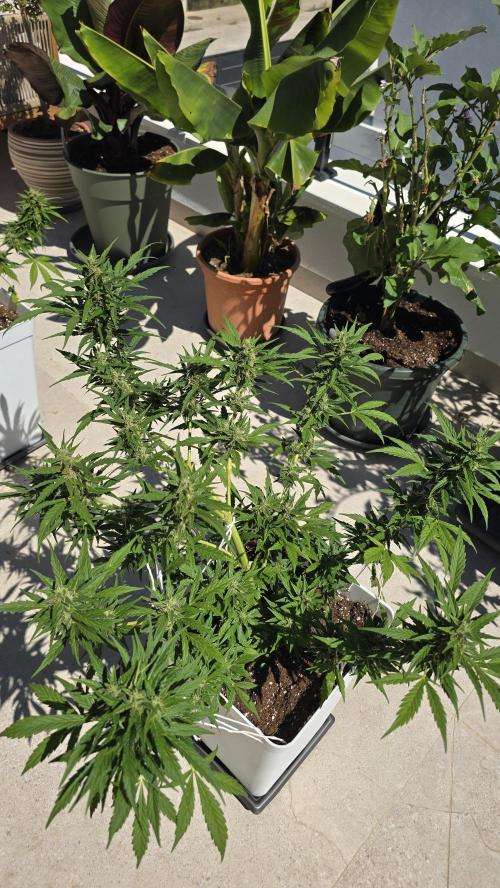 London cheese and magnum auto outdoor. Week 8