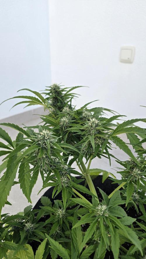 M.A.C auto Xxl exterior. Week 6