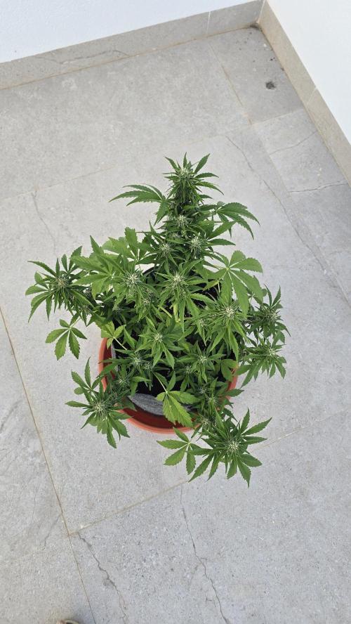 M.A.C auto Xxl exterior. Week 6