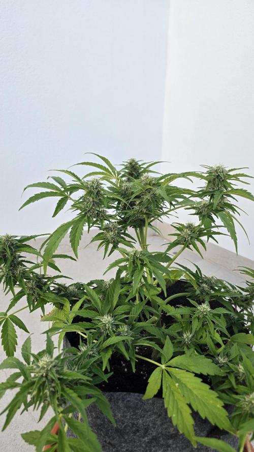 M.A.C auto Xxl exterior. Week 6