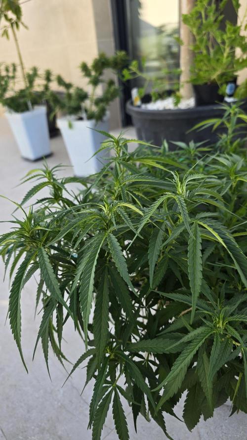 Gorilla glue faster LST. Week 11
