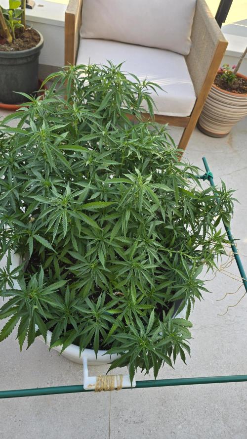 Gorilla glue faster LST. Week 11