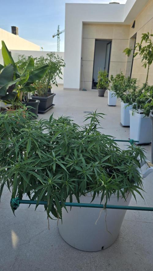 Gorilla glue faster LST. Week 11