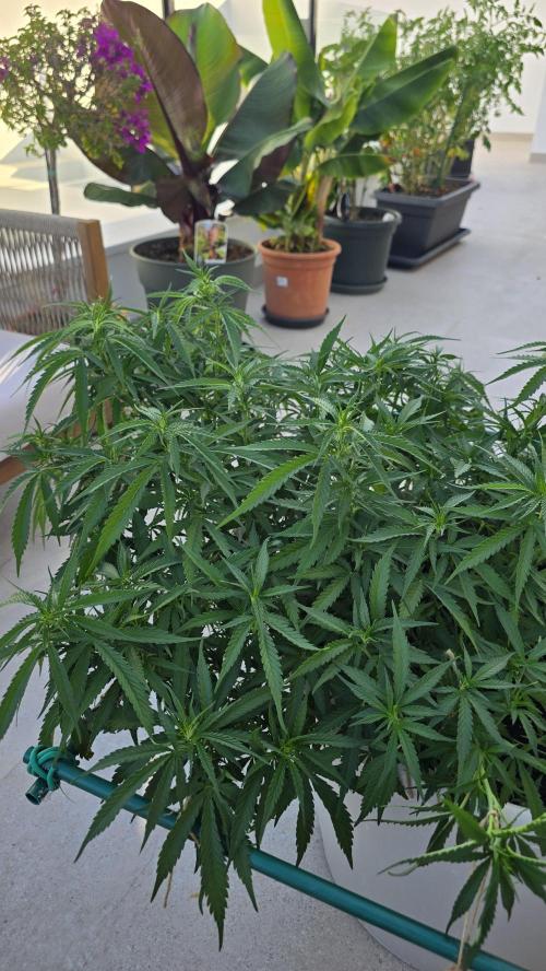 Gorilla glue faster LST. Week 11