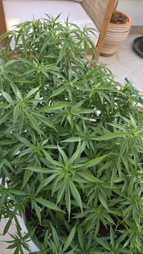 Gorilla glue faster LST. Week 11