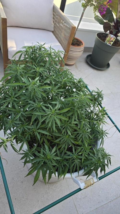 Gorilla Glue Faster. Week 11