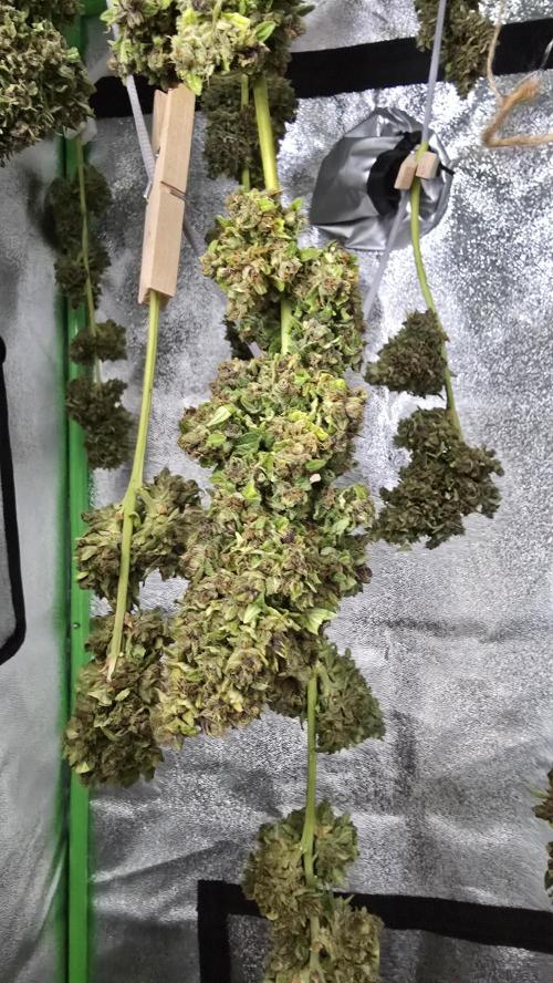 London cheese and magnum auto outdoor. Week 10