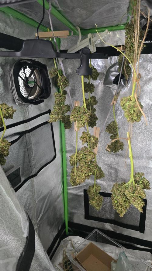 London cheese and magnum auto outdoor. Week 10