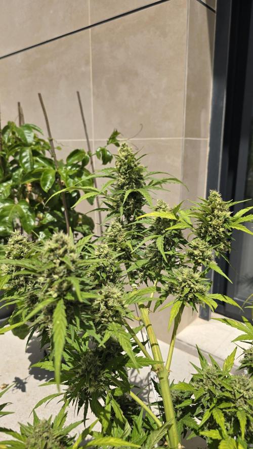 London cheese and magnum auto outdoor. Week 9
