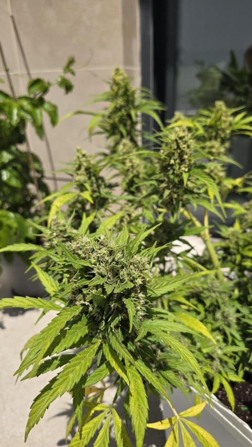 London cheese and magnum auto outdoor. Week 9