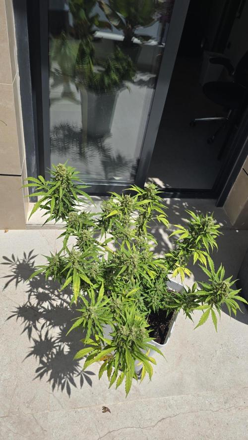 London cheese and magnum auto outdoor. Week 9