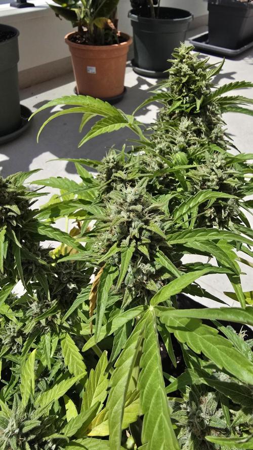 M.A.C auto Xxl exterior. Week 8