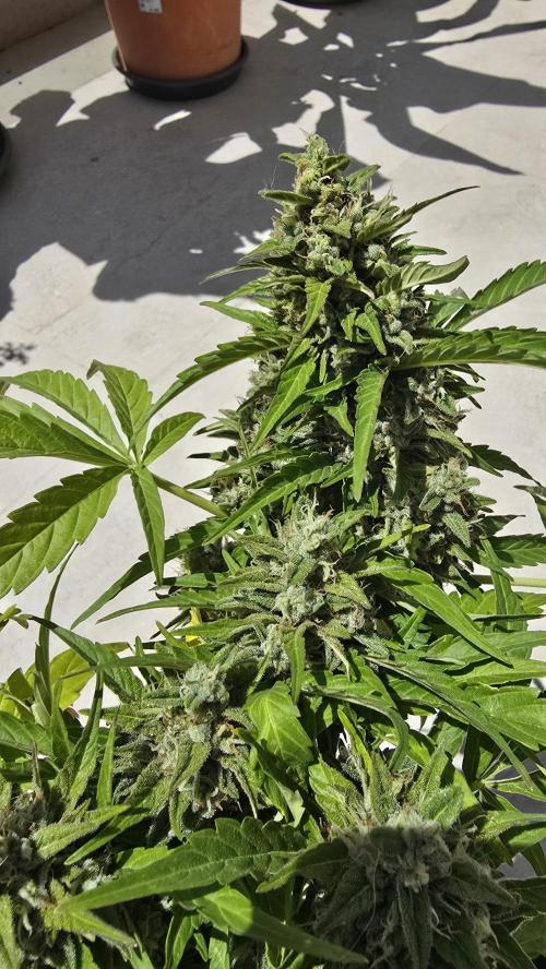 M.A.C auto Xxl exterior. Week 8