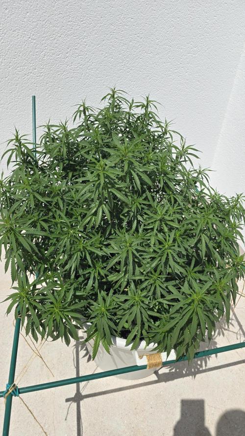 Gorilla glue faster LST. Week 14