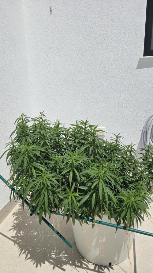 Gorilla glue faster LST. Week 14