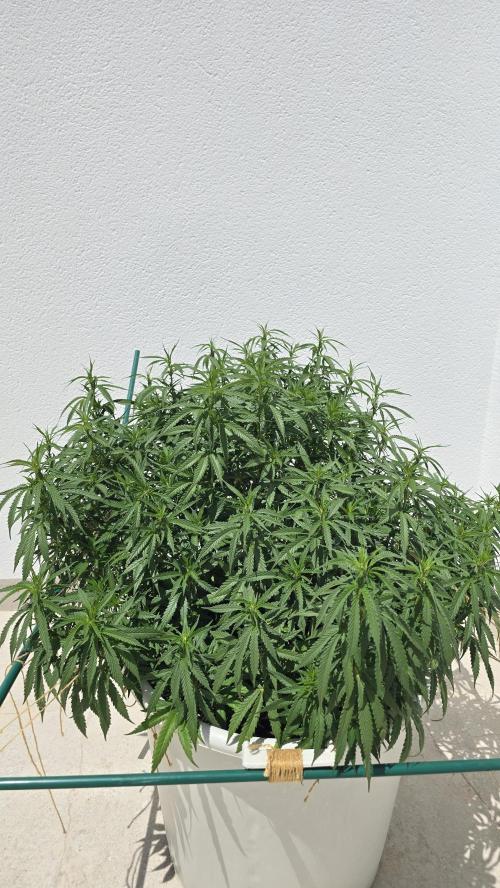 Gorilla glue faster LST. Week 14