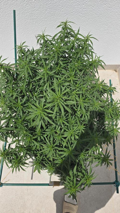 Gorilla glue faster LST. Week 14