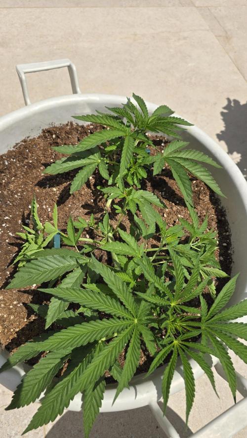 Oreoz. Week 7