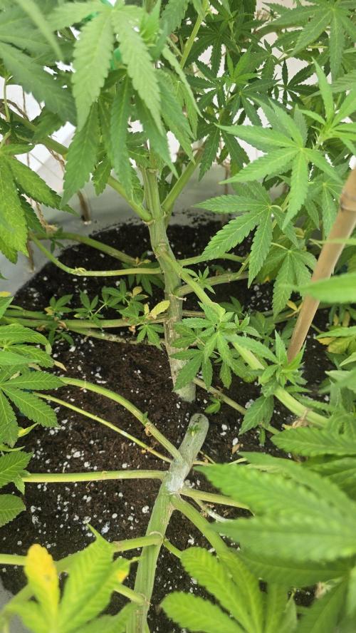 Oreoz doble seed!!. Week 12