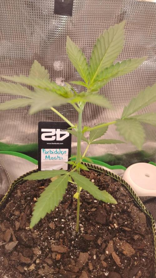GQ1224L 1.2x2.4x2.2. Week 1