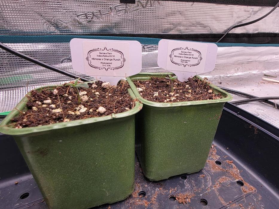 Mimosa x orange punch 2x. Week 1