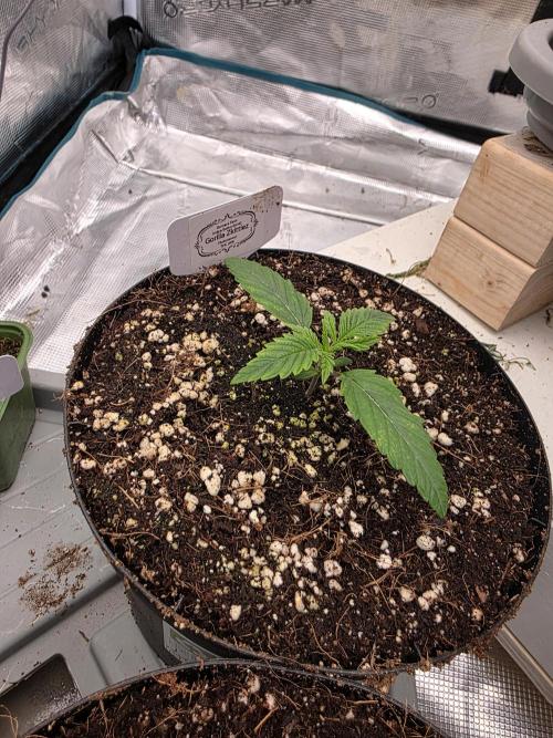 Grow Tent 150x150x200cm (5'x5'x6.5'). Week 2