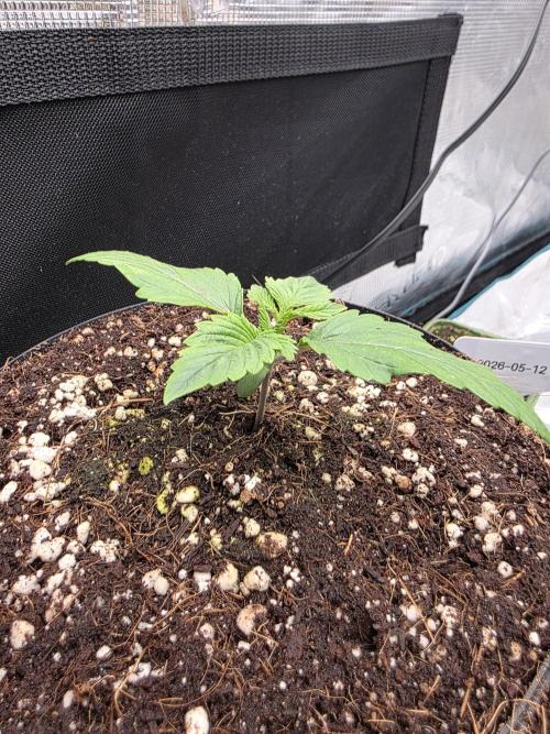 Mimosa x orange punch 2x. Week 2