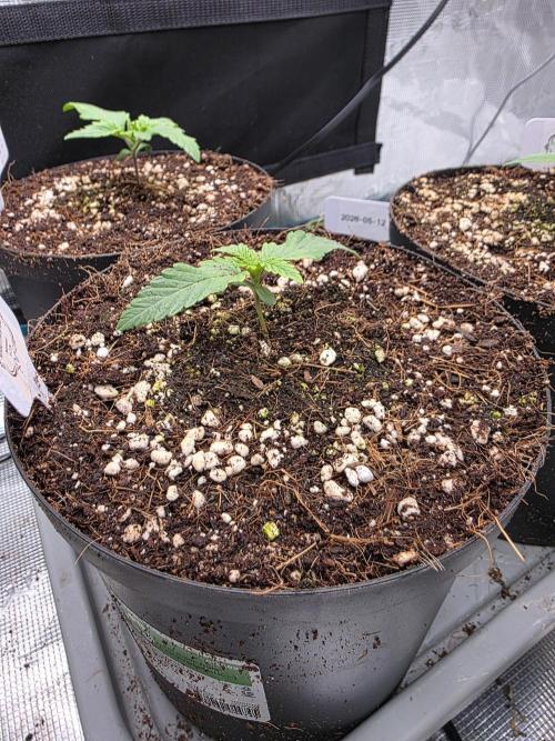 Grow Tent 150x150x200cm (5'x5'x6.5'). Week 2