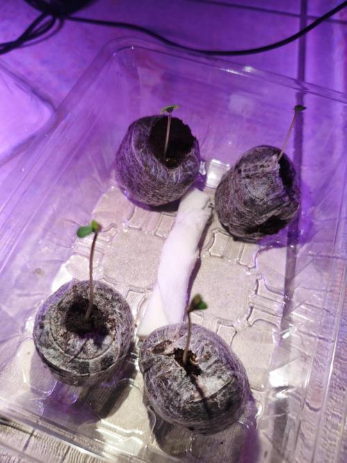 Joemi GROW. Week 0