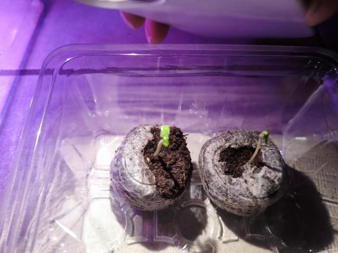 Joemi GROW. Week 0