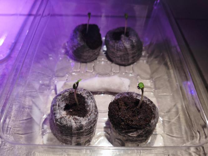 Joemi GROW. Week 0