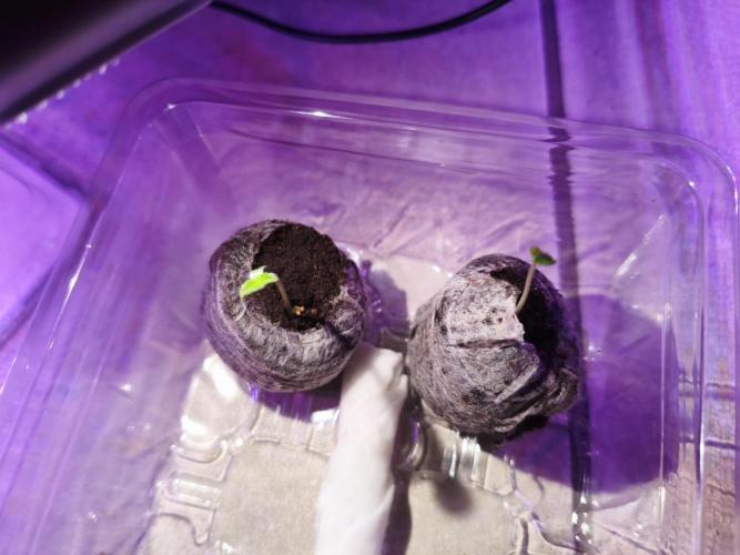 Joemi GROW. Week 0