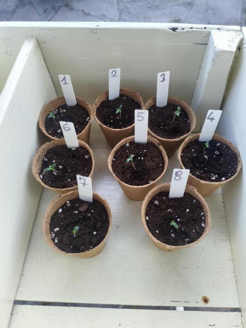 Joemi GROW. Week 0