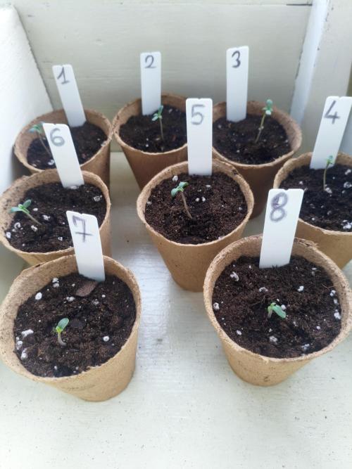 Joemi GROW. Week 0
