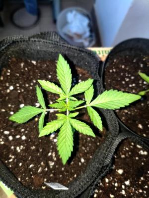 Comment by JoEmiGrow photo #1