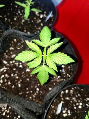 Comment by JoEmiGrow photo #2