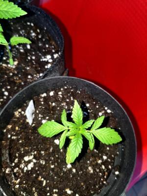 Comment by JoEmiGrow photo #3