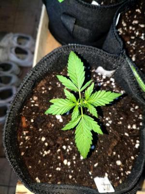Comment by JoEmiGrow photo #4