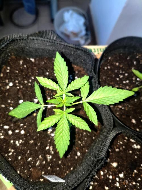Joemi GROW. Week 0