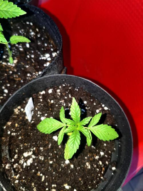 Joemi GROW. Week 0