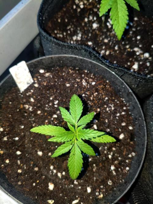 Joemi GROW. Week 0
