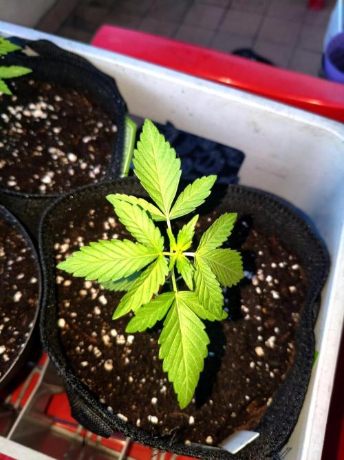 Joemi GROW. Week 1