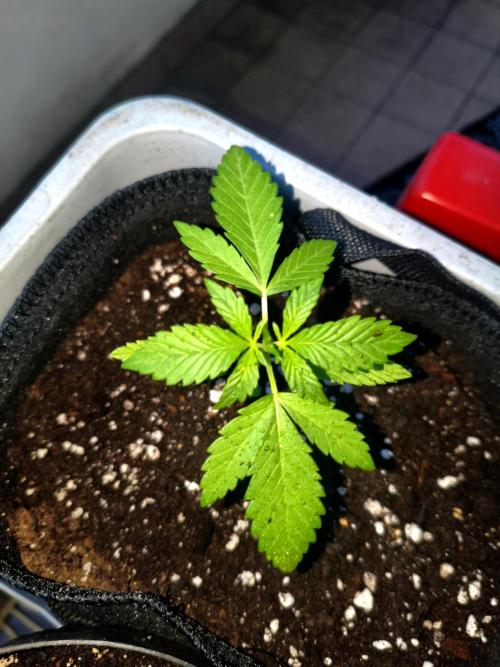 Joemi GROW. Week 1