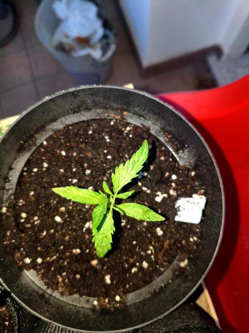 Joemi GROW. Week 1
